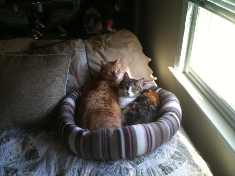 kramer and arena in cat bed
