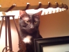fifi