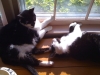 spirit and kiki