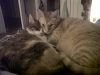arena and kramer