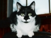 spirit on chair