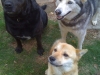 my dogs