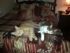 kramer and arena sleeping