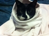 tippy in my robe