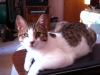 amigo on table