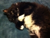 puffin upside down
