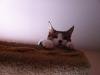 Amigo peeking out of condo