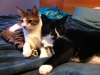 amigo and tippy