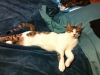 amigo stretched out