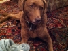 chessie head tilt