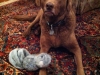 chessie