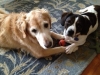 Gracie and Boone