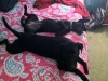 pepper-and-scout