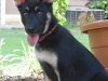 zoe-sansine-turner